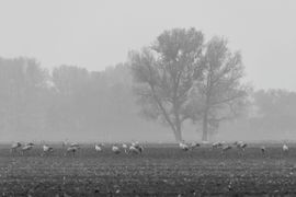 Kraanvogels Oktober in gebied uur van Berlijn