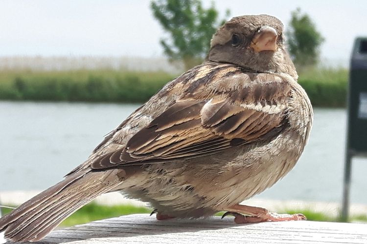 Huismus | Vogelbescherming