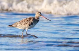 Rosse grutto in de branding