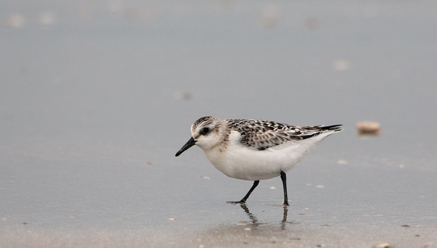 Drieteenstrandloper / JanKees Schwiebbe - Birdphoto