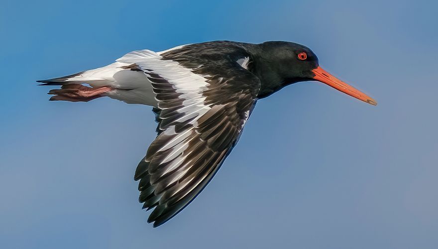 Scholekster / Peter van Graafeiland