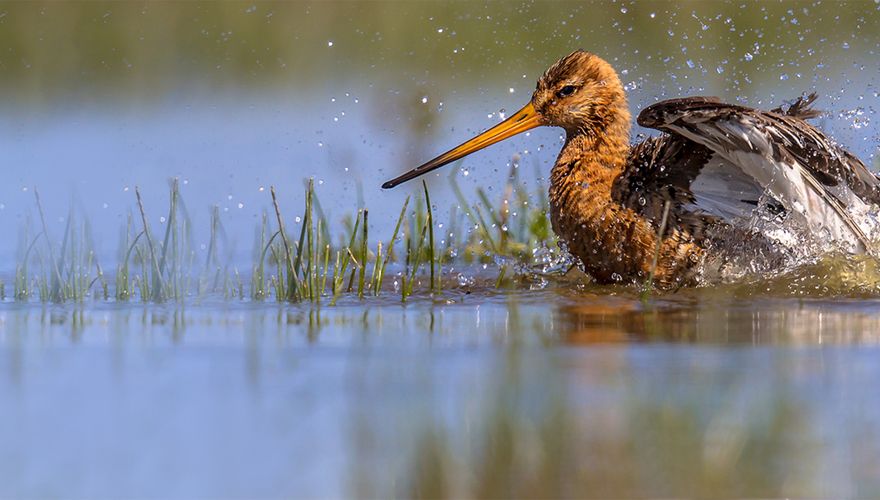 Grutto / Shutterstock