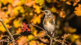 Kramsvogel