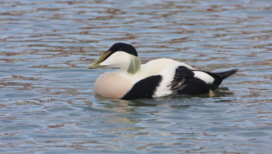 Eidereend / Ad Sprang