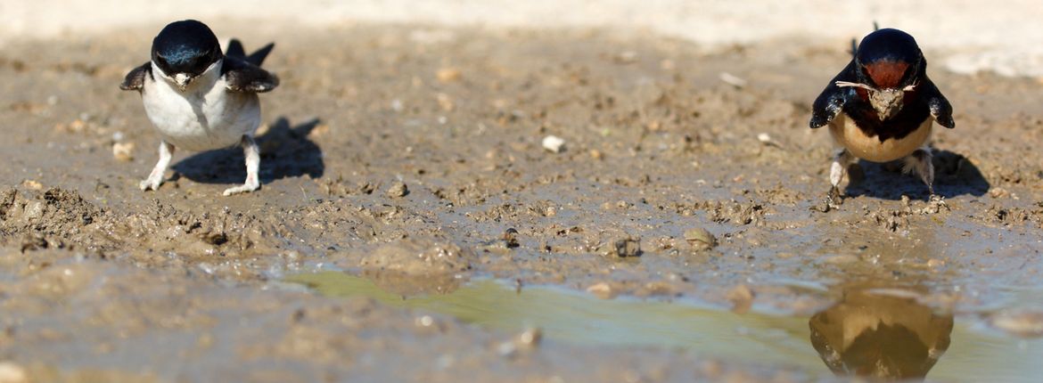 Huiszwaluw en boerenzwaluw / Shutterstock