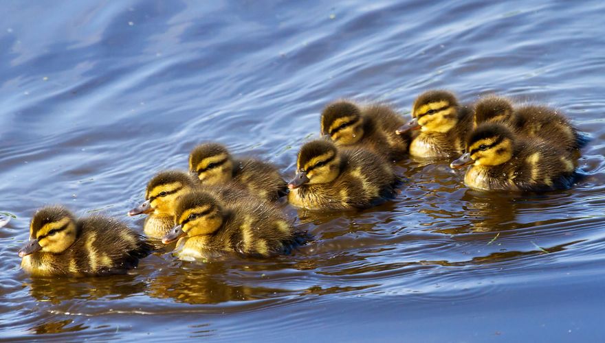 Wilde eend / Shutterstock