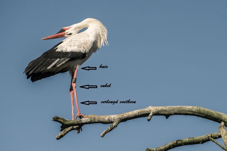 kennisgeving tyfoon Op en neer gaan Van enkels en knieën | Vogelbescherming