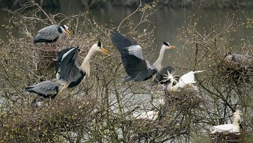 Lepelaar en blauwe reiger / Hans Peeters