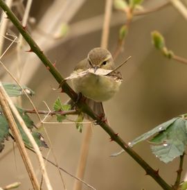 Bouwmateriaal verzamelen