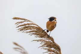 Wiegend op een rietstengel