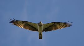 Visarend in volle breedte