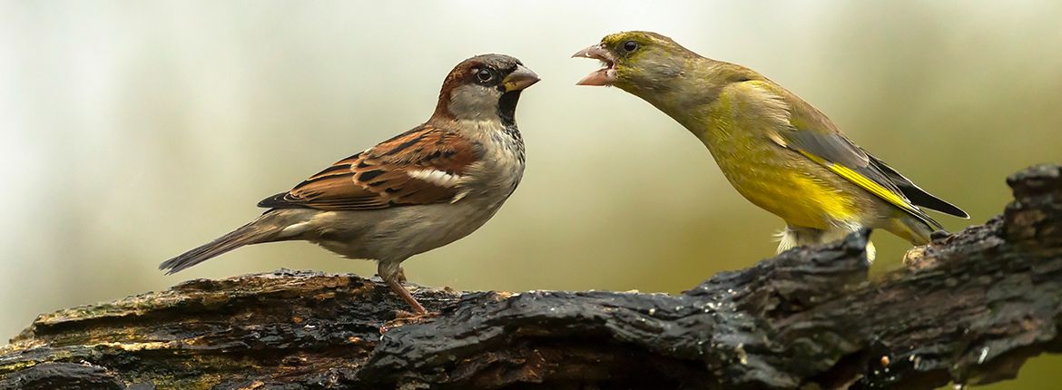 Groenling en huismus / Rob Kempers