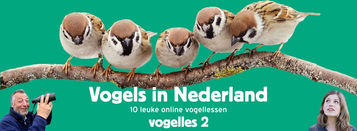 Vogels in Nederland - Vogelles 2