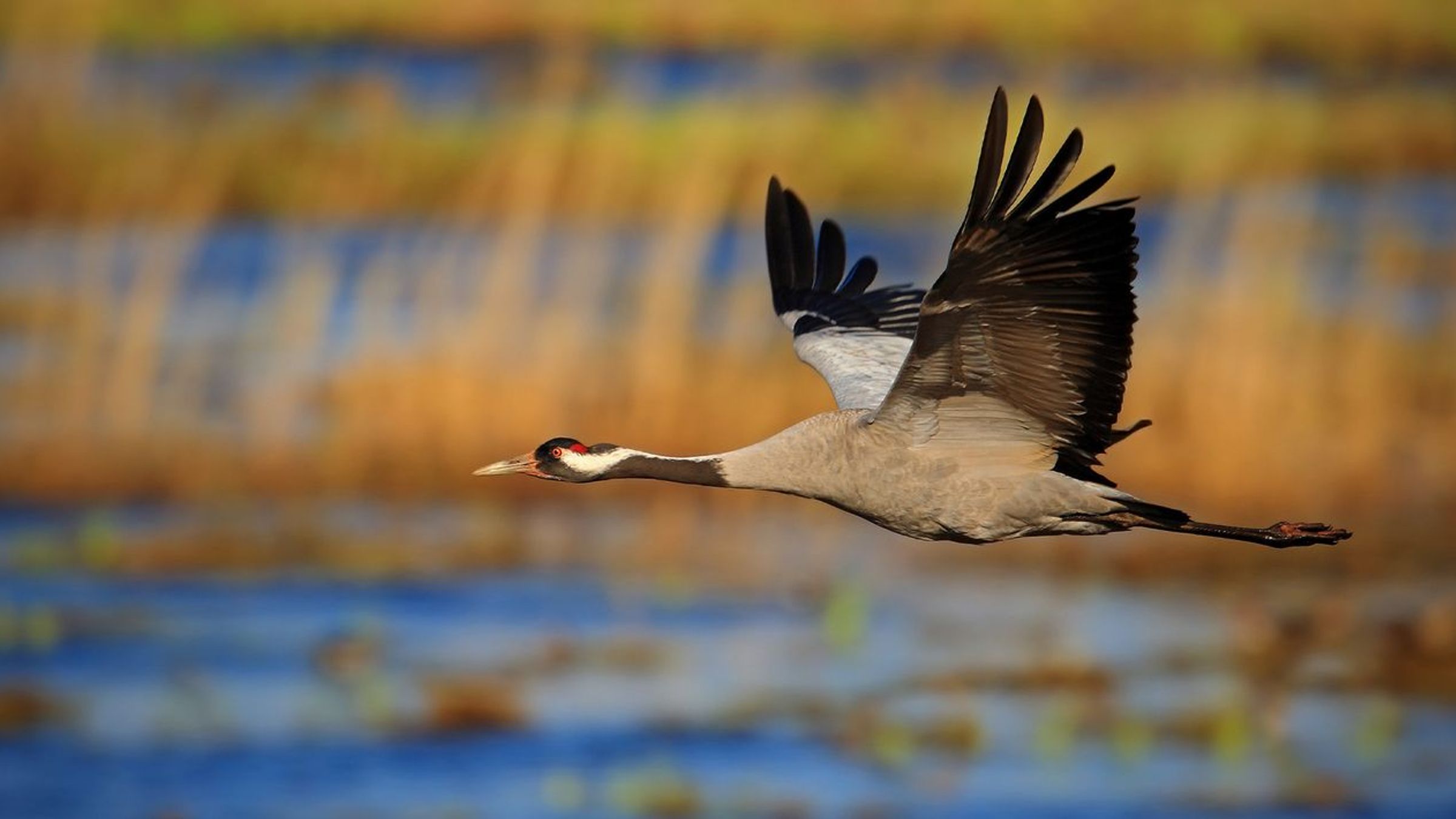 Kraanvogel / Shutterstock