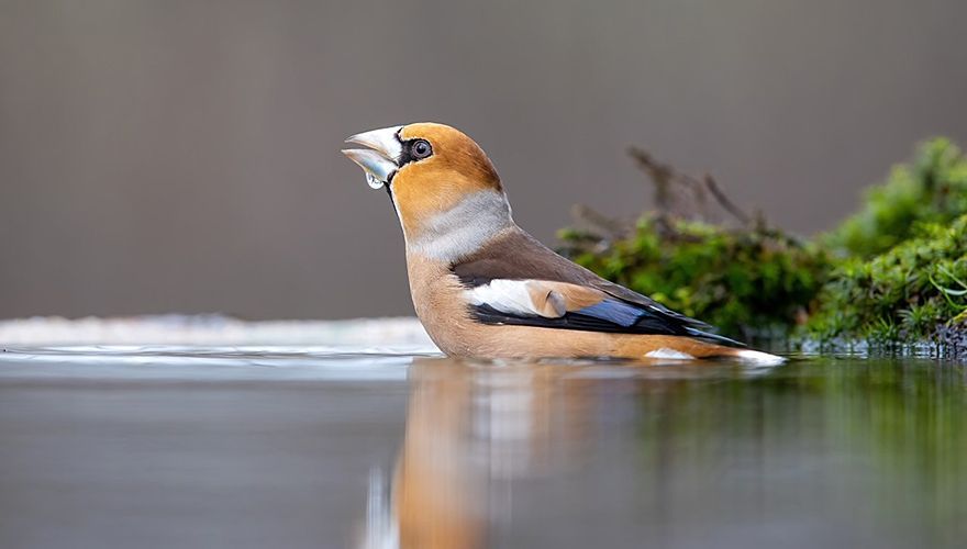 Appelvink / Jeroen Aarsen