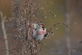 Invasie van de grote barmsijsjes.