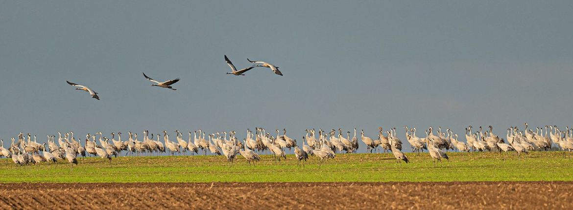 Kraanvogels / Hans Peeters