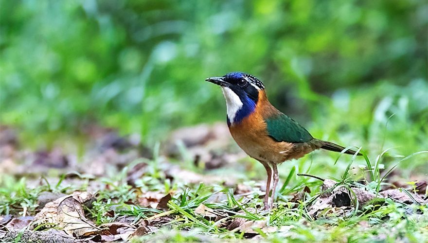 Pitta-like ground-roller, National park Ranomafana, Madagaskar / Marc Guyt AGAMI