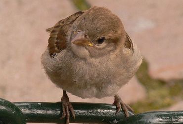 Huismus / Hans Peeters