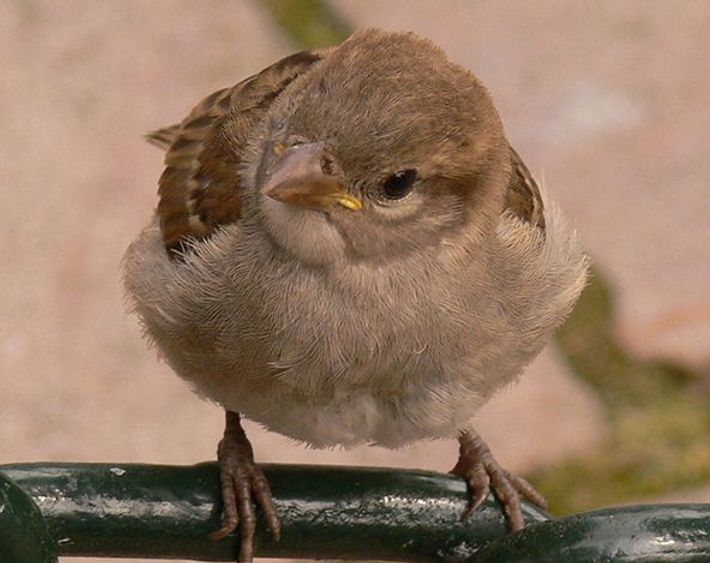 Huismus / Hans Peeters