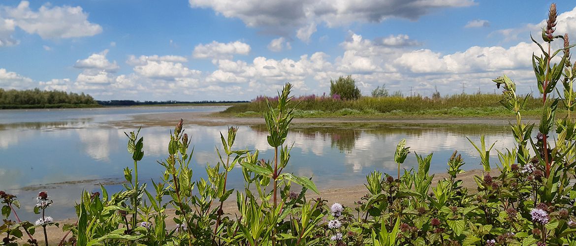 Biesbosch / Staatsbosbeheer