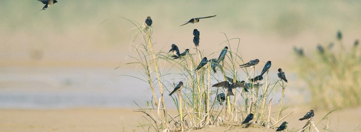 boerenzwaluwen / Shutterstock