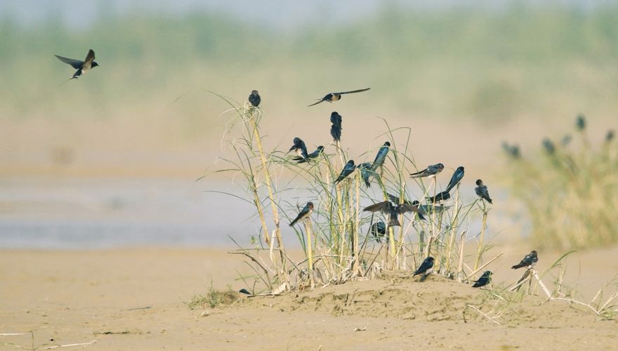 boerenzwaluwen / Shutterstock