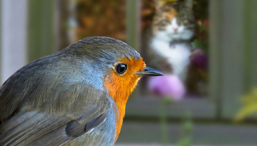 Roodborst en kat / Shutterstock