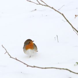 Roodborstje in de sneeuw