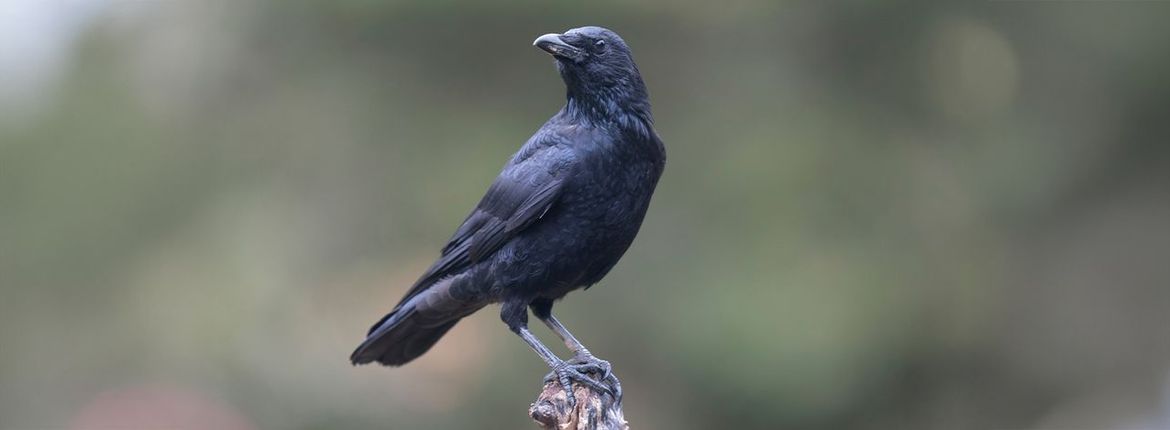 Zwarte kraai / Shutterstock