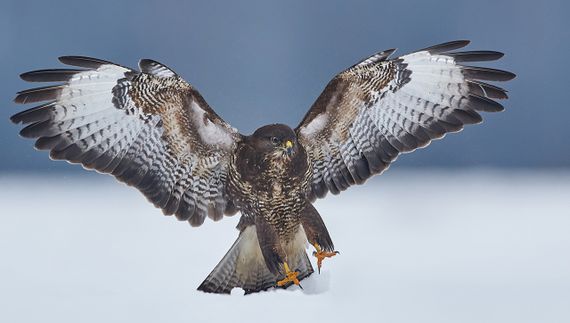 Buizerd / Shutterstock