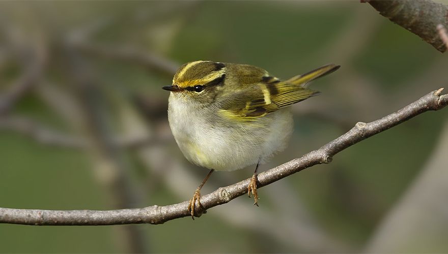 Pallas boszanger / Ruwan Aluvihare