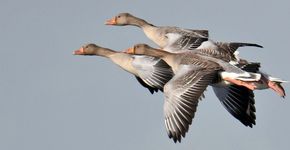 Grauwe gans / A.J. van Bommel - Fotogalerij