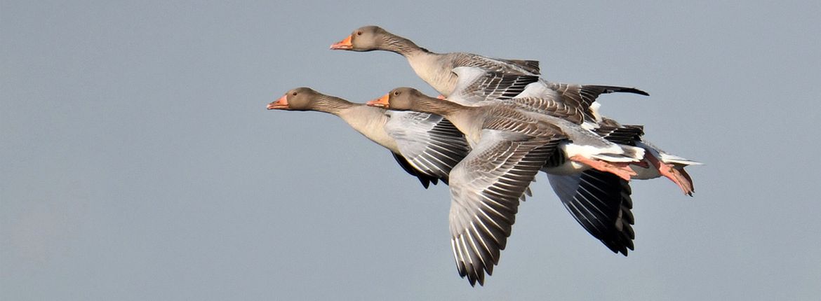 Grauwe gans / A.J. van Bommel - Fotogalerij