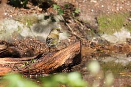 Nieuwkomer bij de bosvijver