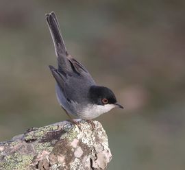 Kleine Zwartkop