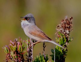 Spectacled Warbler at Xrobb l-Ghagin park