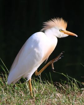 Koereiger