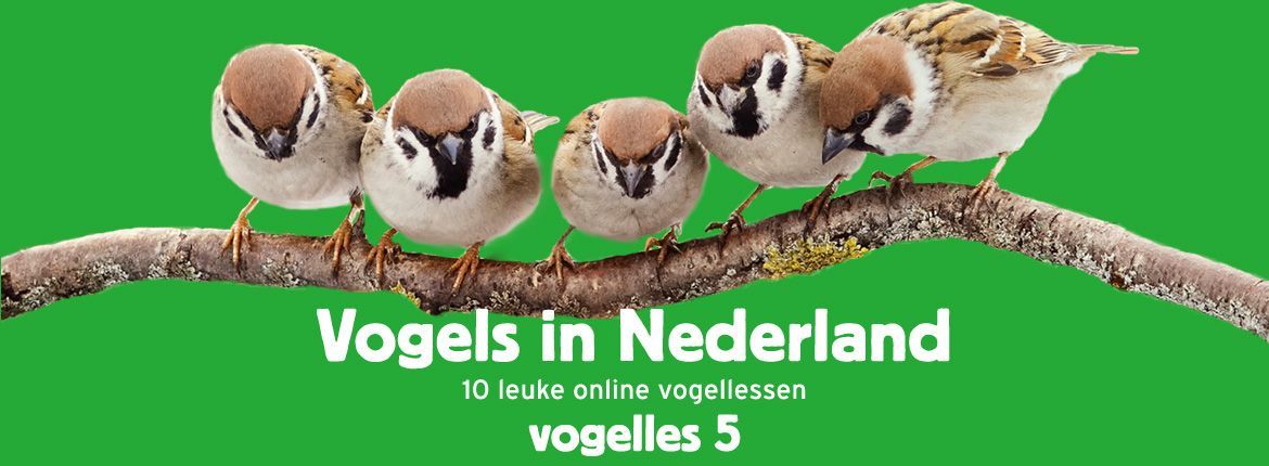 Header Vogels in Nederland