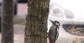 Videostill Stadsvogelfilm seizoensmailing