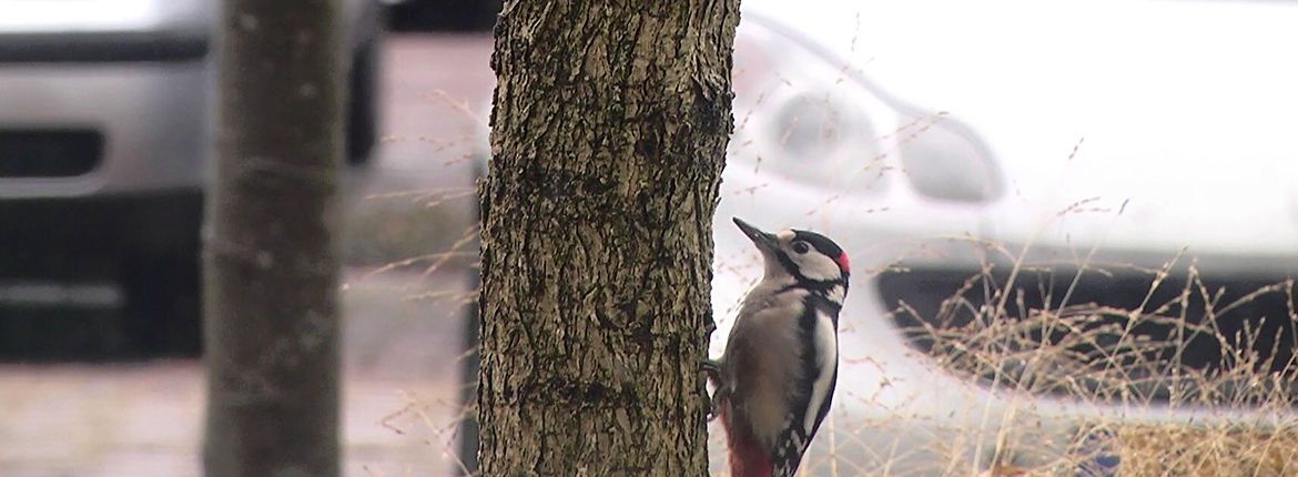 Videostill Stadsvogelfilm seizoensmailing