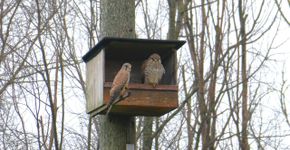 Torenvalkman links, -vrouw rechts. Foto: Kelly Kessen