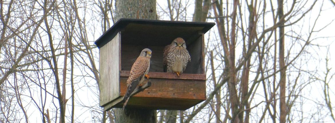 Torenvalkman links, -vrouw rechts. Foto: Kelly Kessen