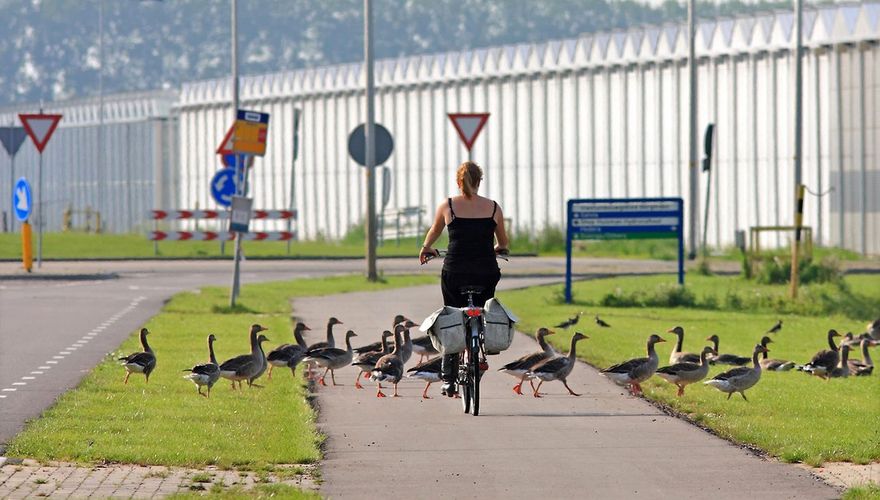 Grauwe gans / Koos Dansen