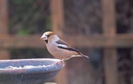 Appelvink op bezoek