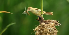 Koekoek en kleine karekiet / Shutterstock