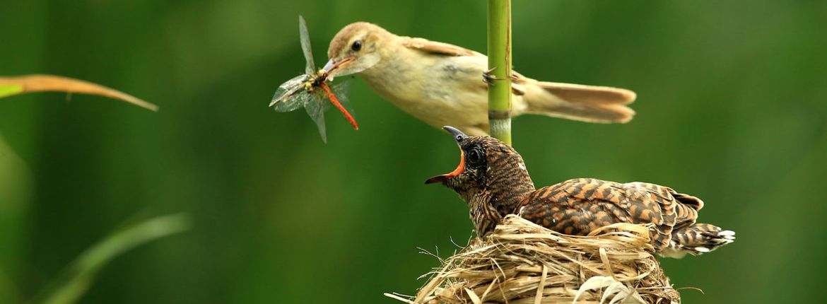 Koekoek en kleine karekiet / Shutterstock