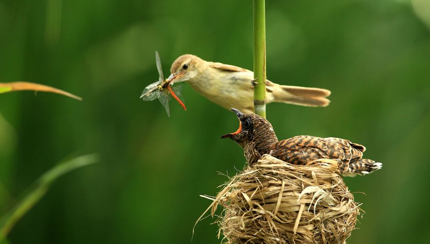 Koekoek en kleine karekiet / Shutterstock