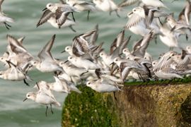 Drieteenstrandlopers in IJmuiden aan Zee