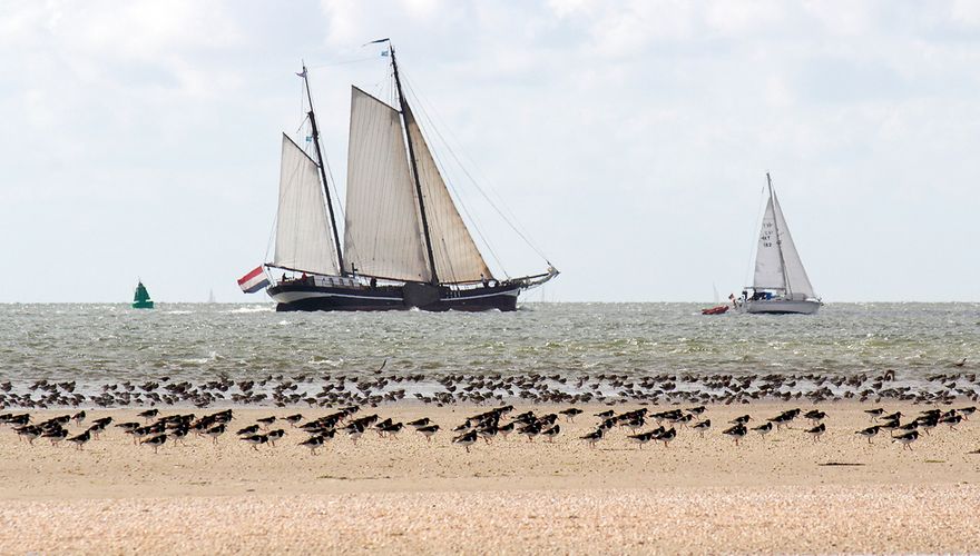 Waddenzee / Aad Schenk - Nature in Stock